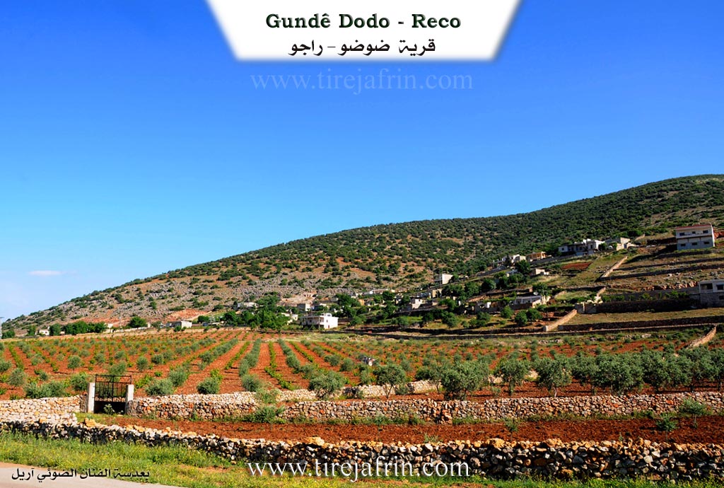 Photo of Dodo