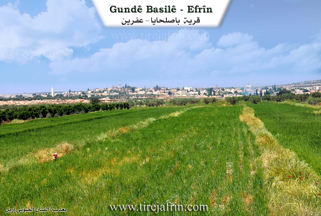 Photo of Basilê