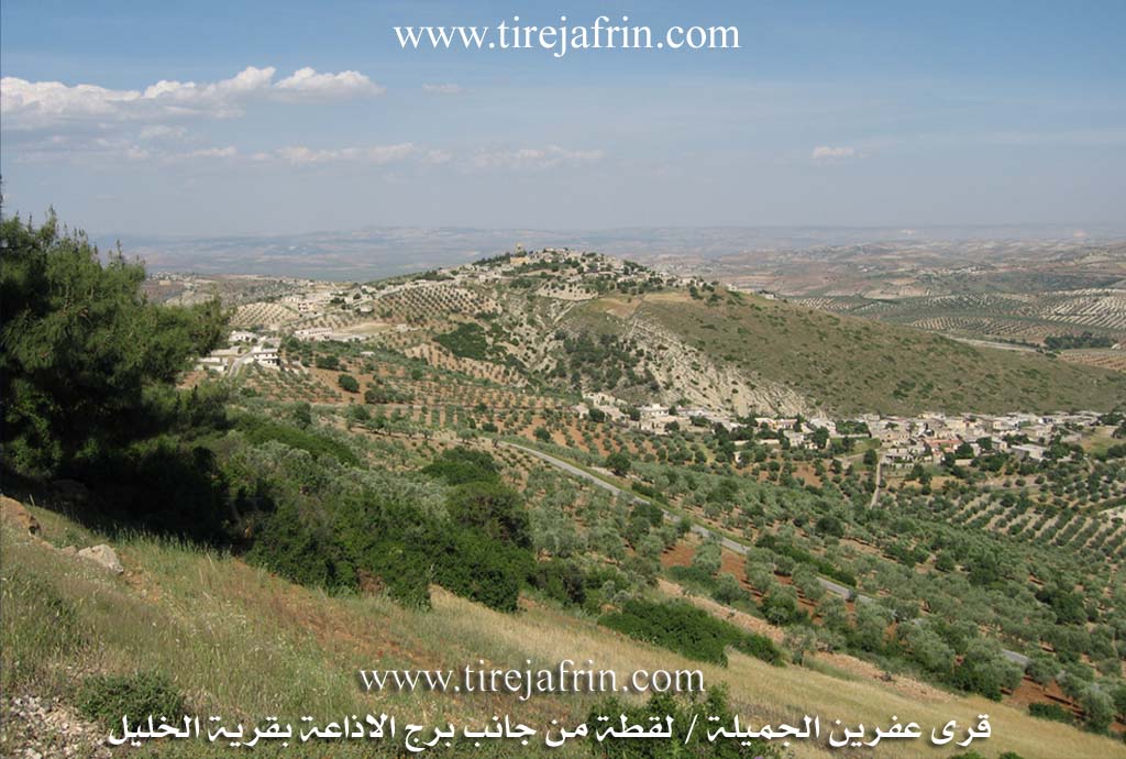 Photo of Alkana